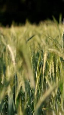Uzun otların içindeki narin beyaz papatyalar, ormanın arka planında güneşin yumuşak altın ışığıyla aydınlatılıyor.