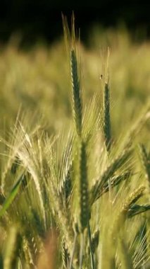 Uzun tenteli altın yeşili arpa kulaklar, bulanık arka planda yumuşak güneş ışığıyla aydınlatılıyor.