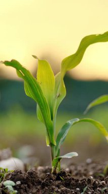 Koyu verimli toprağın üzerine serpilmiş parlak yapraklı yeşil mısır filizleri.