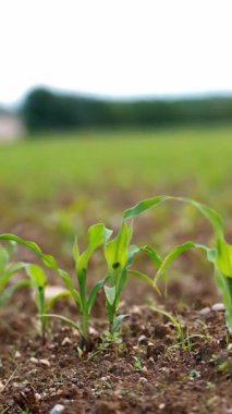 Yaz başında Bereketli bir tarlada yetişen Genç Mısır Bitkileri