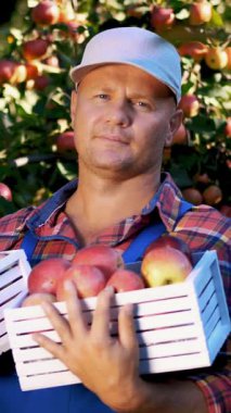 gülümseyen bir ahşap kutu kırmızı olgun organik elma ile tutarak yakışıklı erkek çiftçi portresi. sıcak, güneşli bir sonbahar gününde orchard, grupta elma toplama