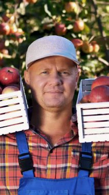 Yakışıklı erkek çiftçinin portresi ahşap kutular ve olgun kırmızı elmalarla gülümsüyor. Bahçedeki çiftlikten elma topluyorum, sıcak, güneşli bir sonbahar gününde.