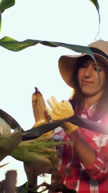 ekose gömlek, eldiven ve şapka Mısır Mısır koçanı, teftiş gülümseyen kadın çiftçi yaprakları mısırdan temizler, kalite Mısır onun sahasında güneşli yaz gününde denetler. büyüyen mısır arka plan.