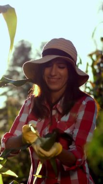 ekose gömlek, eldiven ve şapka Mısır Mısır koçanı, teftiş gülümseyen kadın çiftçi yaprakları mısırdan temizler, kalite Mısır onun sahasında güneşli yaz gününde denetler. büyüyen mısır arka plan.