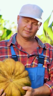 büyük bir kabak toplama, tutan erkek çiftçi ekose gömlek ve şapka, farklı sebze Bahçe, alandaki güneşli yaz günü hasat. büyüyen mısır arka plan