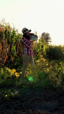 gün batımı, kadın çiftçi ekose gömlek ve alan, sebze Bahçe, tutar kutusu farklı taze sebze ile şapka yürür, hasat çiftlikte, yaz. Mısır tarlası arka plan .