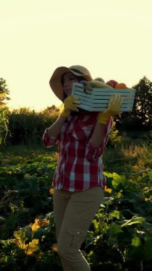gün batımı, kadın çiftçi ekose gömlek ve alan, sebze Bahçe, tutar kutusu farklı taze sebze ile şapka yürür, hasat çiftlikte, yaz. Mısır tarlası arka plan .
