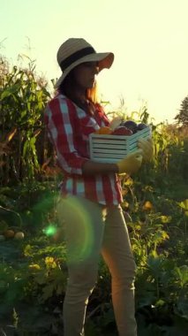 gün batımı, kadın çiftçi ekose gömlek ve alan, sebze Bahçe, tutar kutusu farklı taze sebze ile şapka yürür, hasat çiftlikte, yaz. Mısır tarlası arka plan .