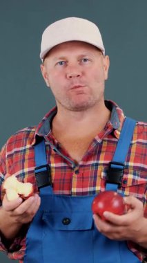 Ekose gömlekli ve mavi tulumlu çiftçi, iki büyük kırmızı elmayı elinde tutuyor, yiyor, stüdyoda onları gri arka plandan ısırıyor. Sağlıklı beslenme kavramı.