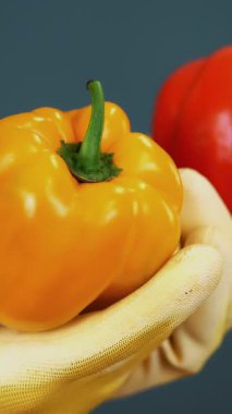 Yakın plan, eldivenli kadın çiftçi elleri gri arka planda, stüdyoda, sağlıklı beslenme konseptinde bir çift tatlı biber tutuyor..