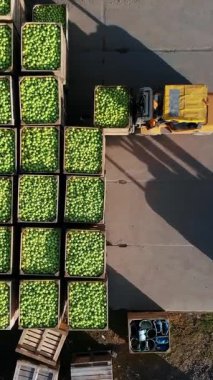 hasat elma, forklift kamyon yük, büyük ahşap kutuları üst üste yeşil elma dolu koymak. Ahşap kasa yıllık hasat döneminde olgun elma dolu. üstten görünüm, aero video.