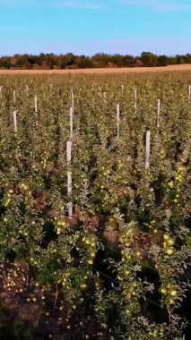 Elma Bahçesi, tarımsal işletme, elma yelpazesi geniş alan. Küçük elma ağaçta meyve çok büyümek, elma. Elma hasat, erken sonbahar. Aero video