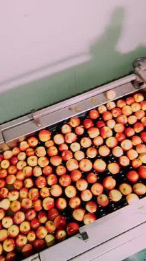 taze elma hasat aldı. Elma meyve üretim tesisi, özel banyo, meyve ambarında ambalaj küvet yıkama işlemi. Elma fabrikada sıralama. Gıda Sanayi