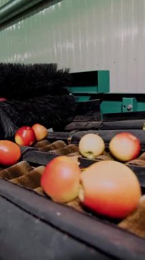 Kurutma ve elma sıralama için bir fabrika ekipmanları. Gıda sektöründe endüstriyel üretim tesisleri