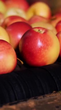 Yıkama, kurutma ve elma sıralama için bir fabrika ekipmanları. Gıda sektöründe endüstriyel üretim tesisleri. taze çekilmiş elma hasat.