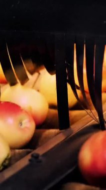 Kurutma ve elma sıralama için bir fabrika ekipmanları. Gıda sektöründe endüstriyel üretim tesisleri