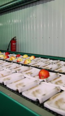 Kurutma ve elma sıralama için bir fabrika ekipmanları. Gıda sektöründe endüstriyel üretim tesisleri