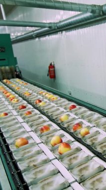 Kurutma ve elma sıralama için bir fabrika ekipmanları. Gıda sektöründe endüstriyel üretim tesisleri