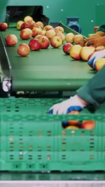 bir elma işleme fabrikasında işçi eldiven elma sıralama. Boyut ve renk tarafından sıralama, sonra ambalaj olgun elma. Gıda sektöründe endüstriyel üretim tesisleri. yakın çekim