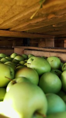 yakın çekim, ahşap kapları, kutular, büyük yeşil lezzetli elma meyve işleme tesisinde dön dolu sepetler ambar. taze elma hasat çiftlikte aldı.