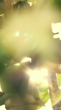 Yakın plan, güneş ışınlarında, kadınların elleri koparılmış, büyük olgun yeşil, çeşitli, seçici elmalar topluyor. Bahçede, çiftlikte elma hasatı..