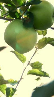 Yakın plan, güneş ışınlarında, kadınların elleri koparılmış, büyük olgun yeşil, çeşitli, seçici elmalar topluyor. Bahçede, çiftlikte elma hasatı..