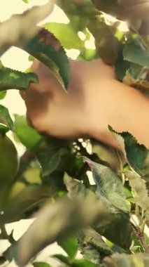 Yakın plan, güneş ışınlarında, kadınların elleri koparılmış, büyük olgun yeşil, çeşitli, seçici elmalar topluyor. Bahçede, çiftlikte elma hasatı..