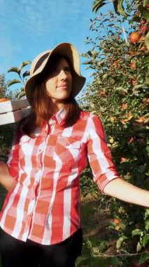 Güneş ışınlarında, ekose gömlekli ve şapkalı kadın çiftçi elma ağaçlarının arasında yürüyor. Elinde taze sulu, seçici elmalarla dolu bir kutu tutuyor. Bahçede, çiftlikte kırmızı elma hasadı.