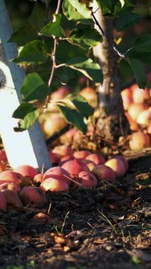 Birçok Olgun elma yerde bir meyve bahçesi içinde elma ağaçlarının altında yatan düşmüş kapatın. erken sonbahar. elma çiftlikte hasat.