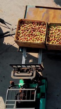 Elma hasatı Forklift kamyonu yeni toplanmış elmalarla dolu ahşap sandıklarla dolu açık havada boşaltıyor. Yükleyici depo için kutularca elmayı depoya aktarıyor. Havacılık. en üstteki görünüm.