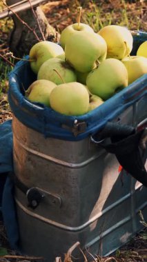 Elma hasatı Yakın plan, elma sepeti. Elma toplamak için özel bir sepet yeşil, taze toplanmış organik elmalarla dolu, çiftlik bahçesinde..