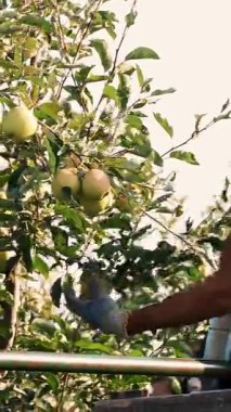 Elma hasatı Erkek işçi, meyve bahçesindeki ağaçlardan olgun, sulu elmaları topluyor. Sonbahar güneşli bir gün. Tarım.