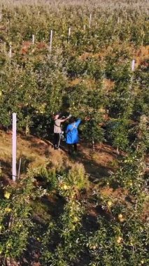 Elma hasatı Aero, üst manzara. Çiftçiler meyve bahçesindeki ağaçlardan olgun, sulu elmalar toplarlar. Sonbahar güneşli bir gün. Tarım. Dron elma ağaçlarının üzerinden uçuyor..