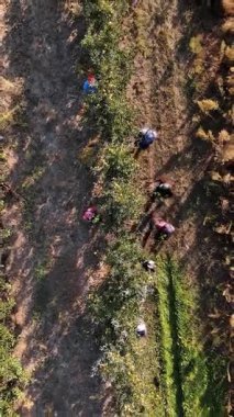 Elma hasatı Aero, üst manzara. Çiftçiler meyve bahçesindeki ağaçlardan olgun, sulu elmalar toplarlar. Sonbahar güneşli bir gün. Tarım.