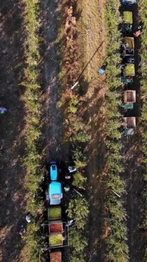 Elma hasatı Aero, üst manzara. Çiftlik bahçesindeki olgun elmaları mevsimlik işçiler topluyor. Traktörler elma ağacı sıralarının arasında duruyor ve yeni toplanmış elmalarla birlikte büyük tahta kutular taşıyorlar. Sonbahar güneşli bir gün. Tarım.