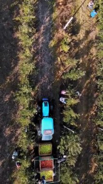 Elma hasatı Aero, üst manzara. İşçiler meyve bahçesindeki olgun elmaları toplarlar. Traktör elma ağacı sıralarının arasında duruyor ve yeni toplanmış elmalarla birlikte büyük tahta kutular taşıyor. Sonbahar güneşli bir gün. Tarım.