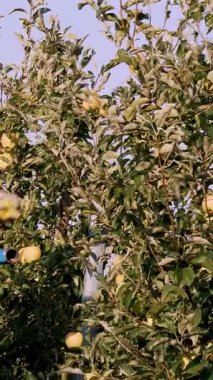 CHERKASSY, UKRAINE, 21 Eylül 2020: elma hasadı. Elma hasadı. Erkek işçi olgun, sulu elmaları bahçede topluyor. Adam meyve bahçeleri çiftliğindeki ağaçtan meyve topluyor. Sonbahar güneşli bir gün. Tarım