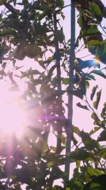 Elma hasadı. Elma hasadı. Erkek işçi, meyve bahçesindeki ağaçlardan olgun, sulu elmalar topluyor. Gün batımında, güneş ışığında. Sonbahar. Tarım.