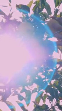 Elma hasadı. Elma hasadı. Erkek işçi, meyve bahçesindeki ağaçtan olgun, sulu elmaları topluyor. Yakın plan. Sonbahar güneşli bir gün. Tarım