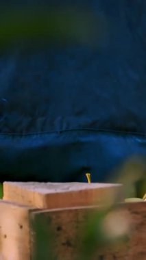 Elma hasatı Yakın plan. Mevsimlik işçiler meyve bahçesindeki büyük tahta kutulara özel torba ve sepetlerden sulu, olgun, taze toplanmış elmalar döker. Sonbahar güneşli bir gün. Tarım.