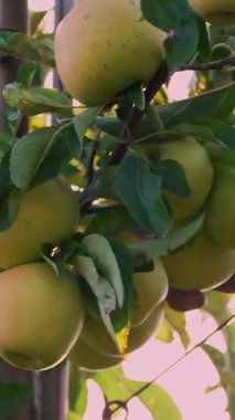 Elma hasadı. Elma hasadı. Mevsimlik işçi meyve bahçesindeki ağaçlardan olgun, sulu elmaları topluyor. Yakın plan. Sonbahar güneşli bir gün. Tarım.