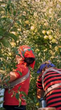 CHERKASSY, UKRAINE, 21 Eylül 2020: elma hasadı. Elma hasadı. Kadın mevsimlik işçiler meyve bahçesindeki ağaçlardan olgun, sulu elmalar toplarlar. Arkadan bak. Sonbahar güneşli bir gün. Tarım