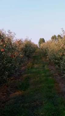 Elma bahçesi. elma hasadı. Çiftlik bahçesinde bir sürü olgun meyveli, elma sıraları. Sonbaharda, gün batımında. Tarım.