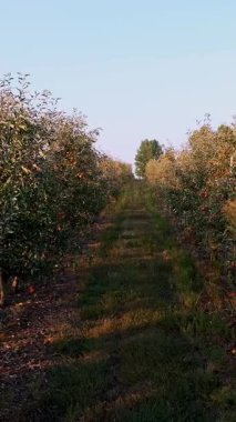Elma bahçesi. elma hasadı. Çiftlik bahçesinde bir sürü olgun meyveli, elma sıraları. Sonbaharda, gün batımında. Tarım.