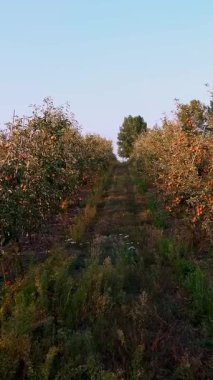 Elma bahçesi. elma hasadı. Çiftlik bahçesinde bir sürü olgun meyveli, elma sıraları. Sonbaharda, gün batımında. Tarım.