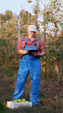 Elma hasatı Erkek çiftçi, tarım uzmanı elma bahçesinde dikiliyor, dijital tablet kullanıyor, elma ağaçlarının arka planında, bir sürü sulu meyvelerle birlikte. Sonbahar güneşli bir gün. Bahçe işleri.
