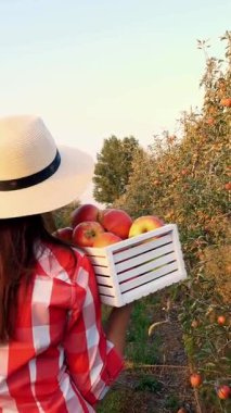 Elma hasadı olan kadın çiftçi. Arkadan bak. Kadın taze toplanmış elmalarla dolu bir kutu taşıyor. Elma çiftliği bahçesinin arka planında bir sürü olgun meyve var. Gün batımında Sonbahar. Bahçe işleri..