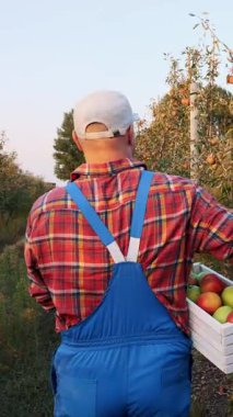 Elma hasadı olan çiftçi. Arkadan bak. Adam yeni toplanmış elmalarla dolu bir kutu taşıyor. Elma çiftliği bahçesinin arka planında bir sürü olgun meyve var. Gün batımında Sonbahar. Bahçe işleri..