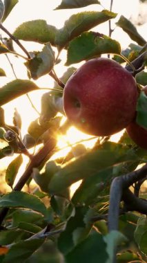 Elma hasadı. Yakın plan. Kırmızı, olgun, sulu elmalar güneş ışınlarında dallarda, gün batımında, çiftlik bahçesinde. Sonbahar. Tarım, bahçıvanlık.