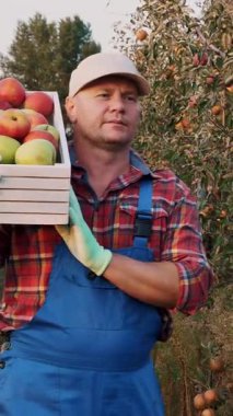 Elmalı çiftçi. Elma hasatı Mutlu adam bir kutu taze toplanmış elma taşıyor. Elma çiftliği bahçesinin arka planında bir sürü olgun meyve var. Gün batımında Sonbahar. Bahçe işleri..